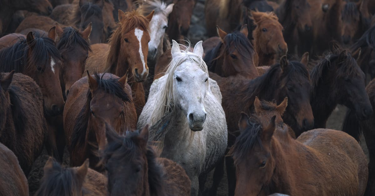 Stunning contrast of a white horse standing out in a herd of brown horses, symbolizing individuality.