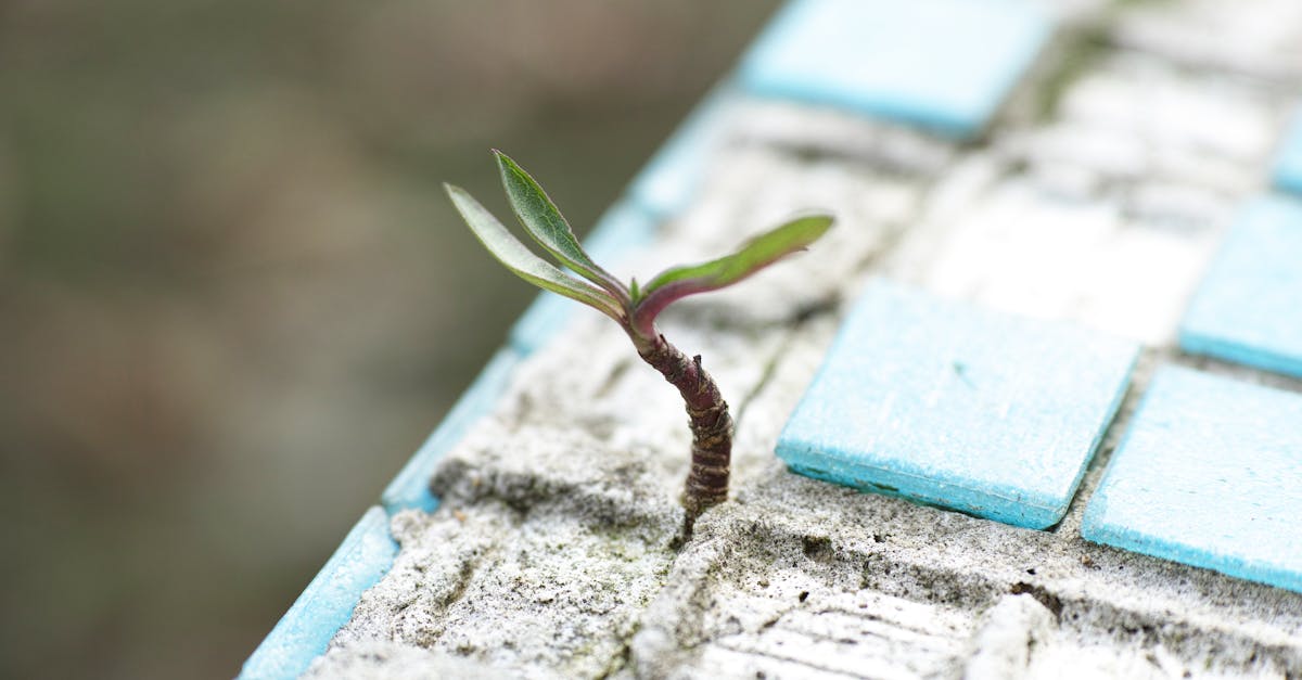 A sprout pushes through worn blue cement tiles, symbolizing resilience and new life.
