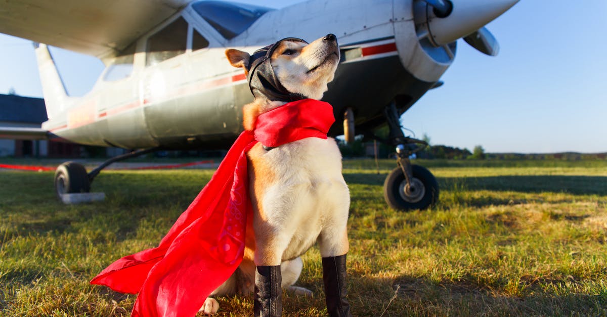 Akita Inu in superhero costume confidently poses beside a vintage propeller plane on a sunny day.