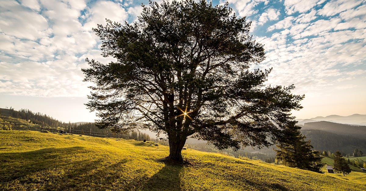 A tranquil tree scene in the Romanian countryside at dawn, showcasing nature's beauty.